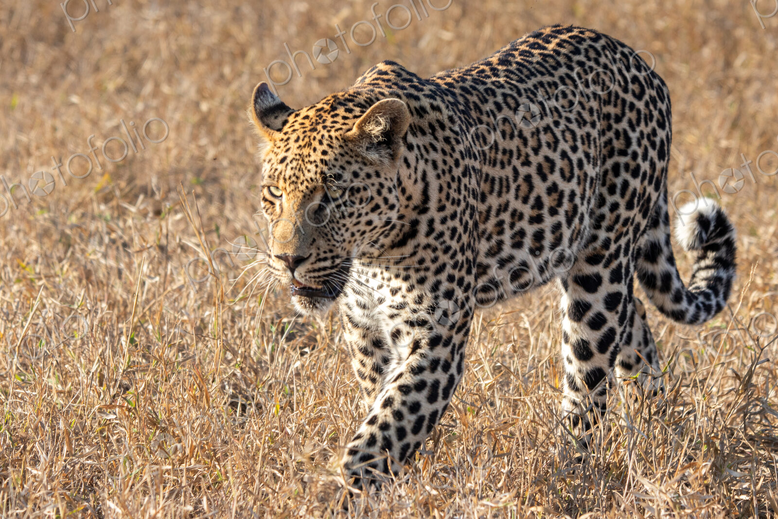 Male Leopard, Panthera pardus, walking through grass.