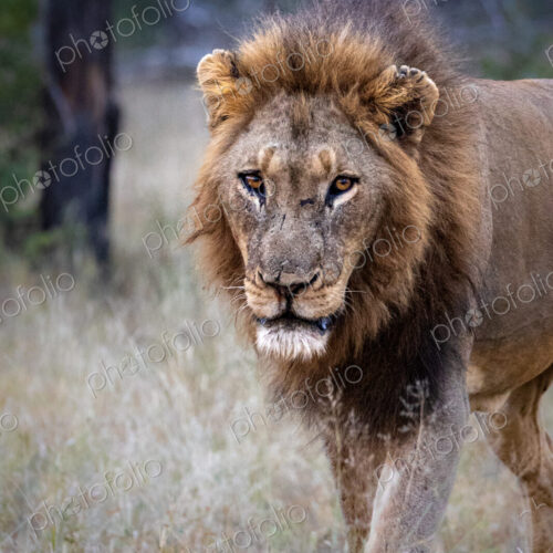 Male Lion, Panthera leo, standing in grass, close-up.