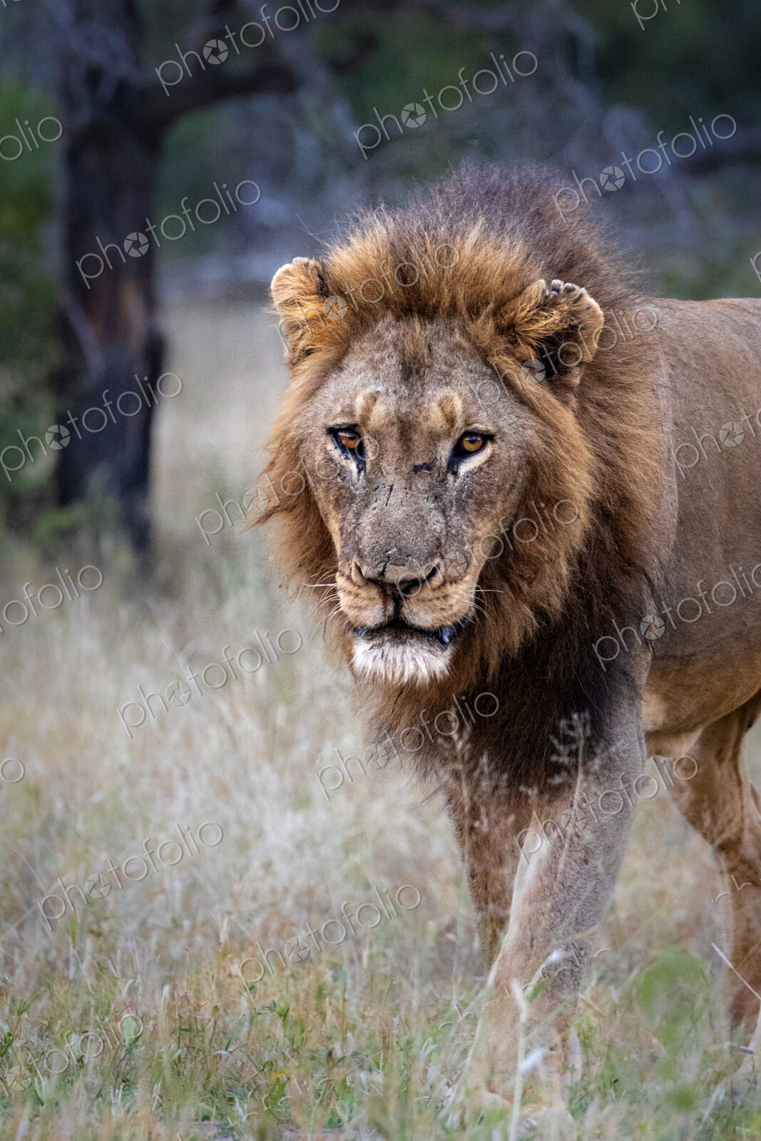 Male Lion, Panthera leo, standing in grass, close-up.