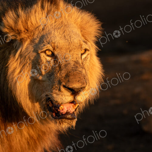 Male Lion, Panthera leo,close-up portrait. Male Lion, Panthera leo,close-up portrait.