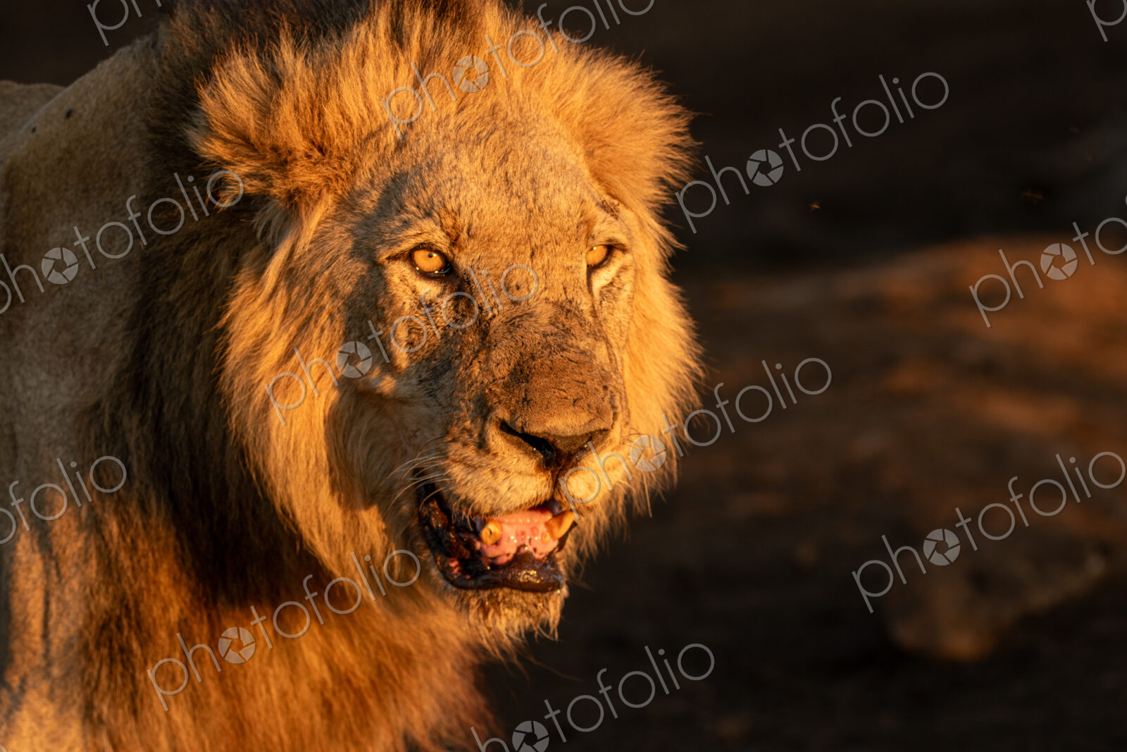 Male Lion, Panthera leo,close-up portrait.