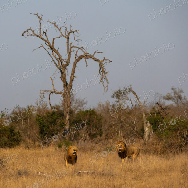 Male Lions, Panthera leo, sniffing the air.