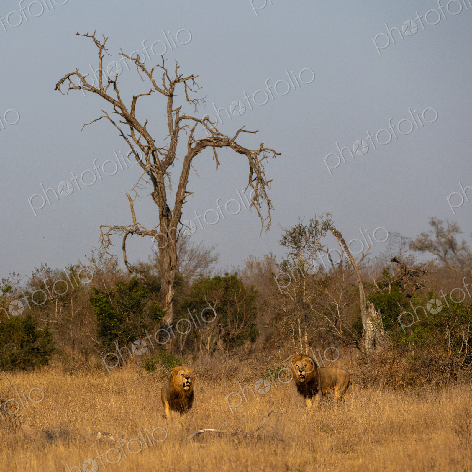 Male Lions, Panthera leo, sniffing the air.