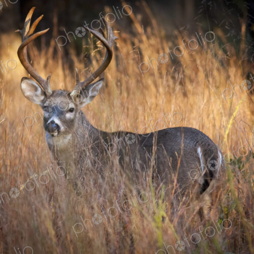 Male deer with antlers at sunrise, camouflaged by tall grass.