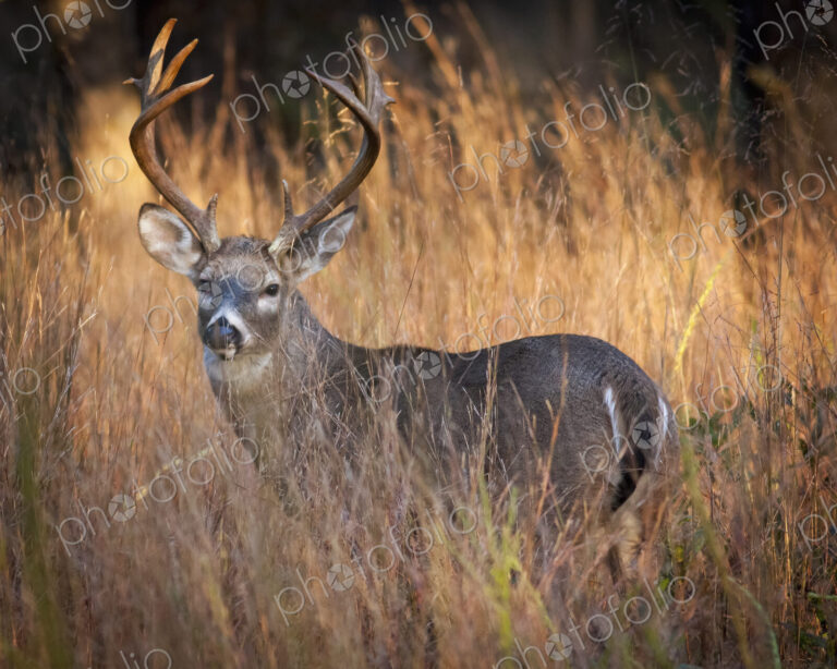 Male deer with antlers at sunrise, camouflaged by tall grass.