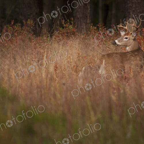 Male deer with antlers camouflaged in tall grass.