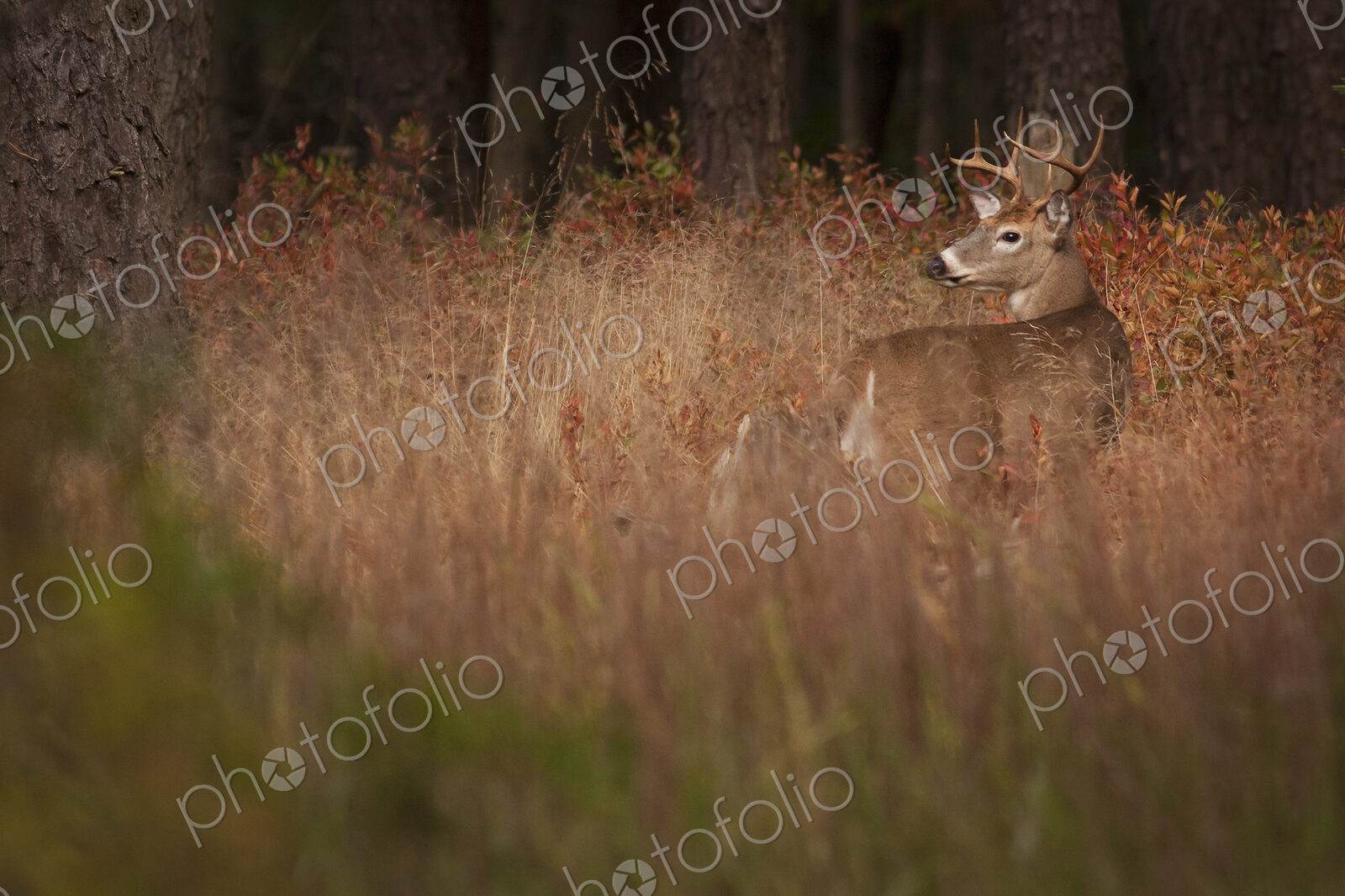 Male deer with antlers camouflaged in tall grass.
