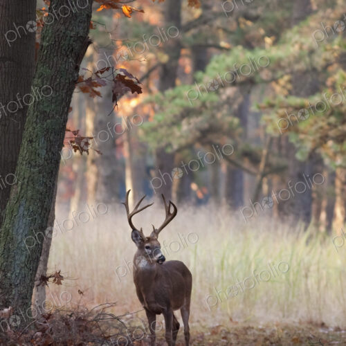 Male deer with antlers in autumn foliage.