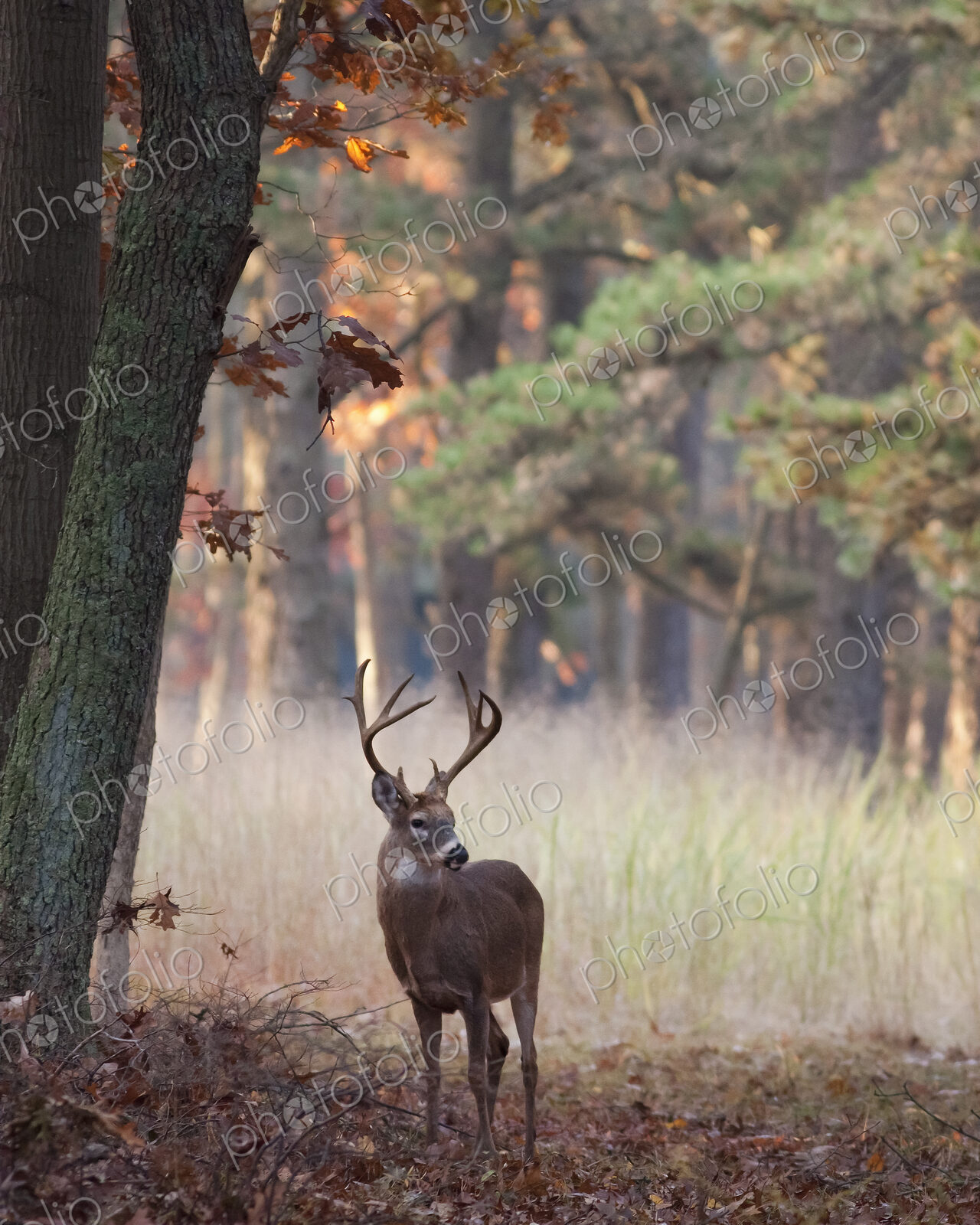 Male deer with antlers in autumn foliage.