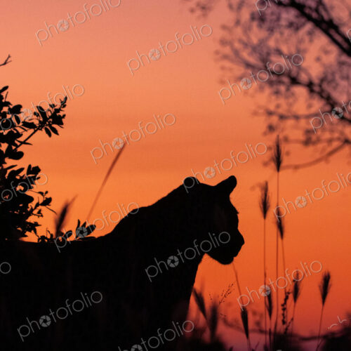 Male leopard, Panthera pardus, against an orange sunset. Male leopard, Panthera pardus, against an orange sunset.