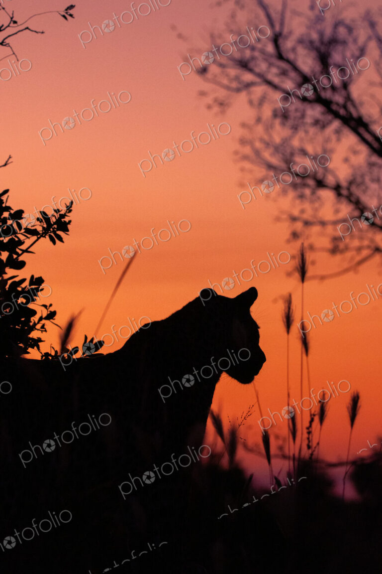 Male leopard, Panthera pardus, against an orange sunset.