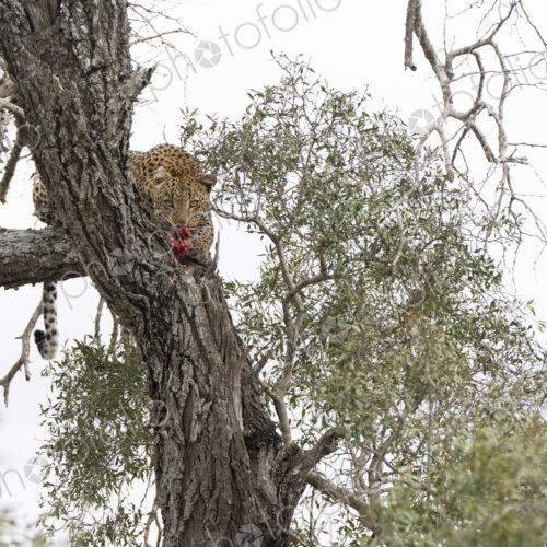 Male leopard, Panthera pardus, eating prey in a tree. Male leopard, Panthera pardus, eating prey in a tree.