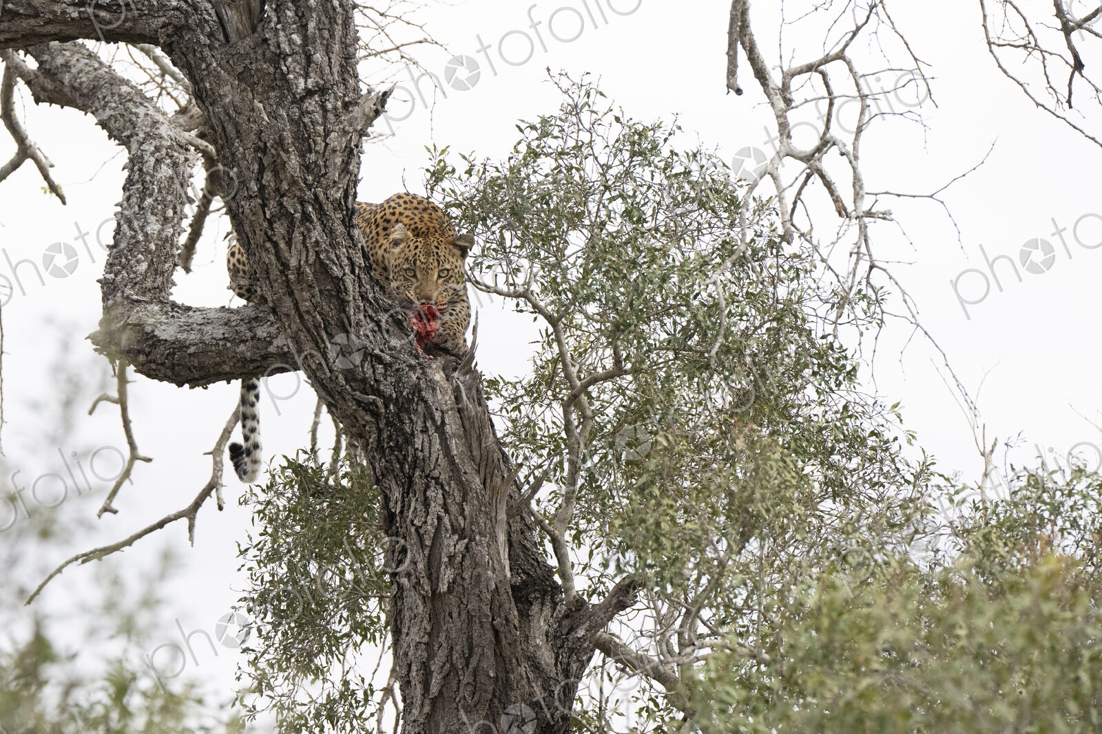 Male leopard, Panthera pardus, eating prey in a tree.