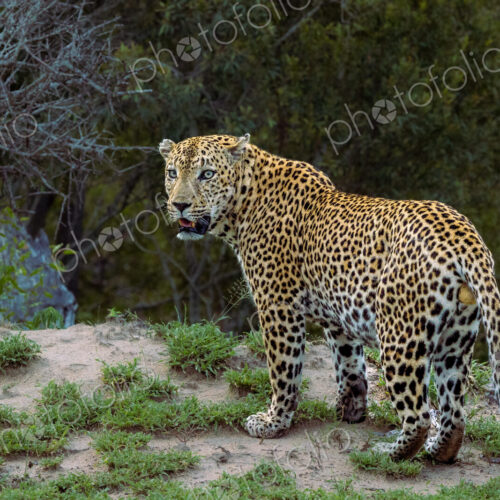 Male leopard, Panthera pardus, full-body shot.