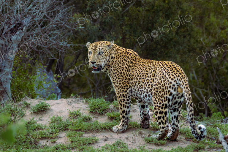 Male leopard, Panthera pardus, full-body shot.