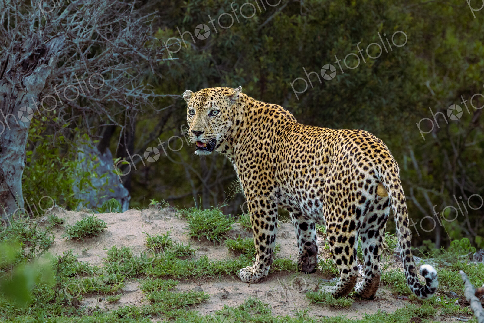Male leopard, Panthera pardus, full-body shot.