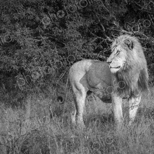 Male lion, Panthera leo, black-and-white portrait.