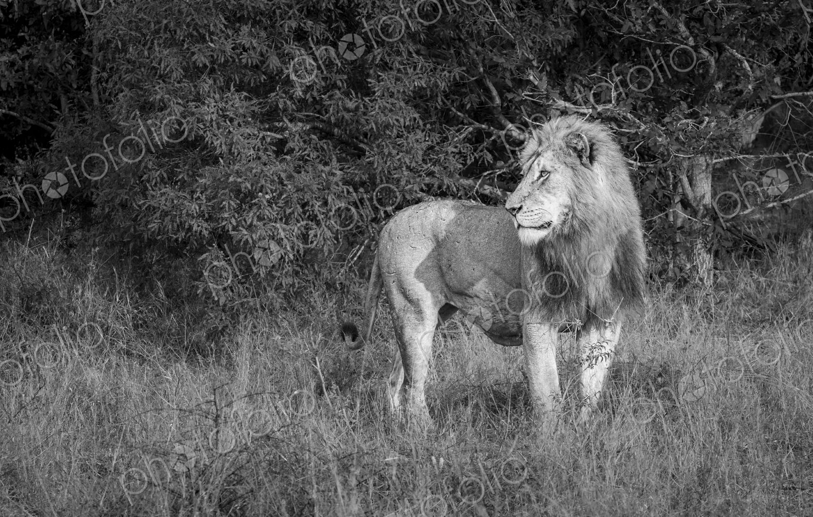 Male lion, Panthera leo, black-and-white portrait.