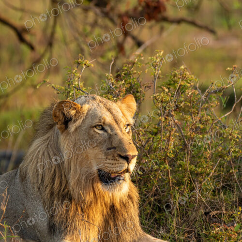 Male lion, Panthera leo, close-up portrait. Male lion, Panthera leo, close-up portrait.