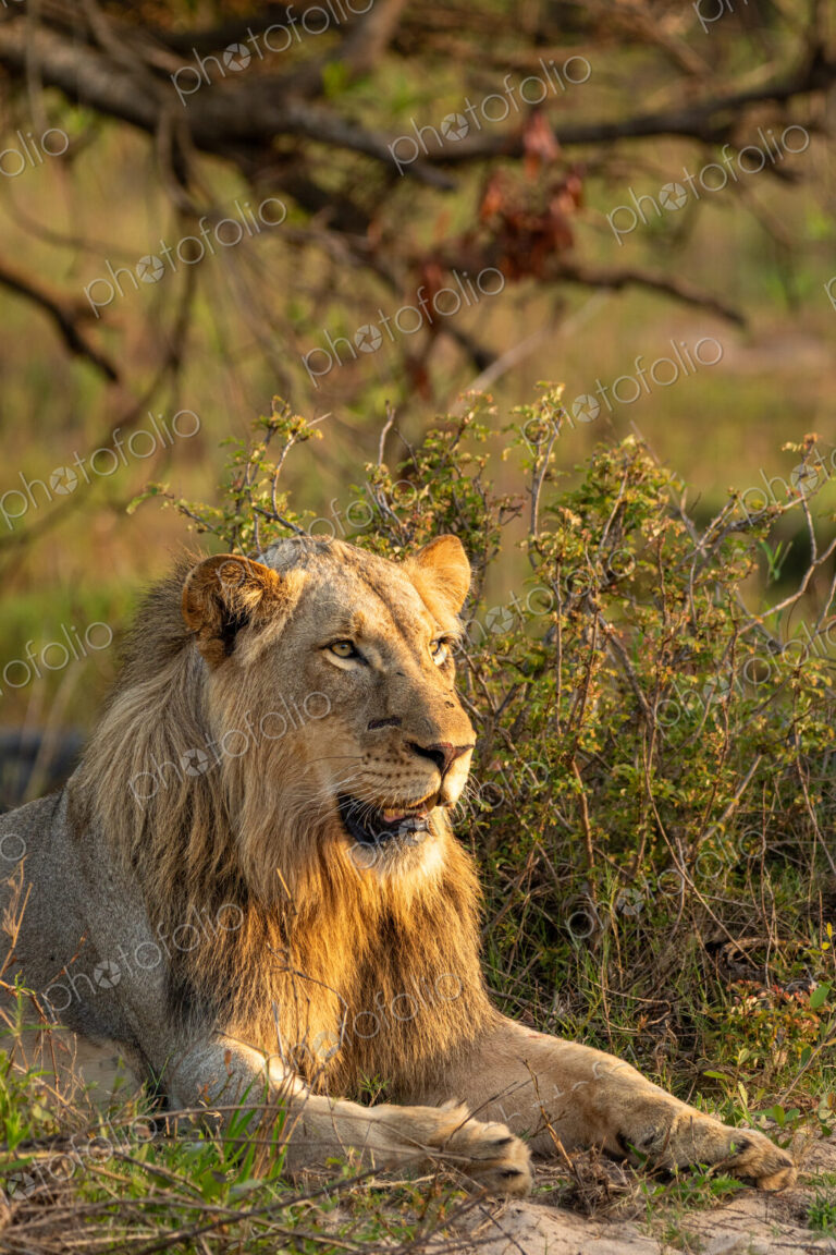 Male lion, Panthera leo, close-up portrait.
