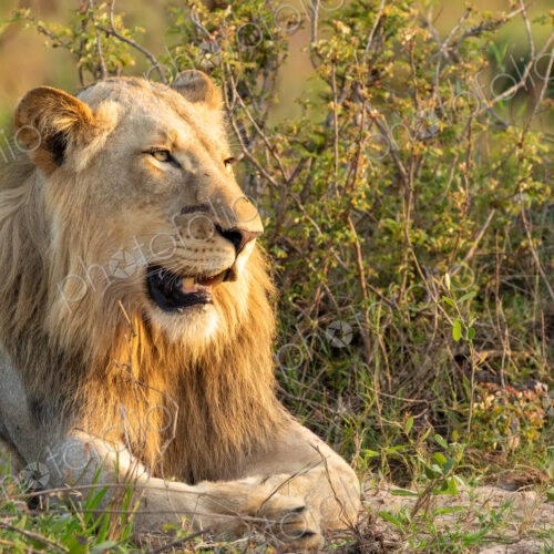 Male lion, Panthera leo, close-up portrait. Male lion, Panthera leo, close-up portrait.