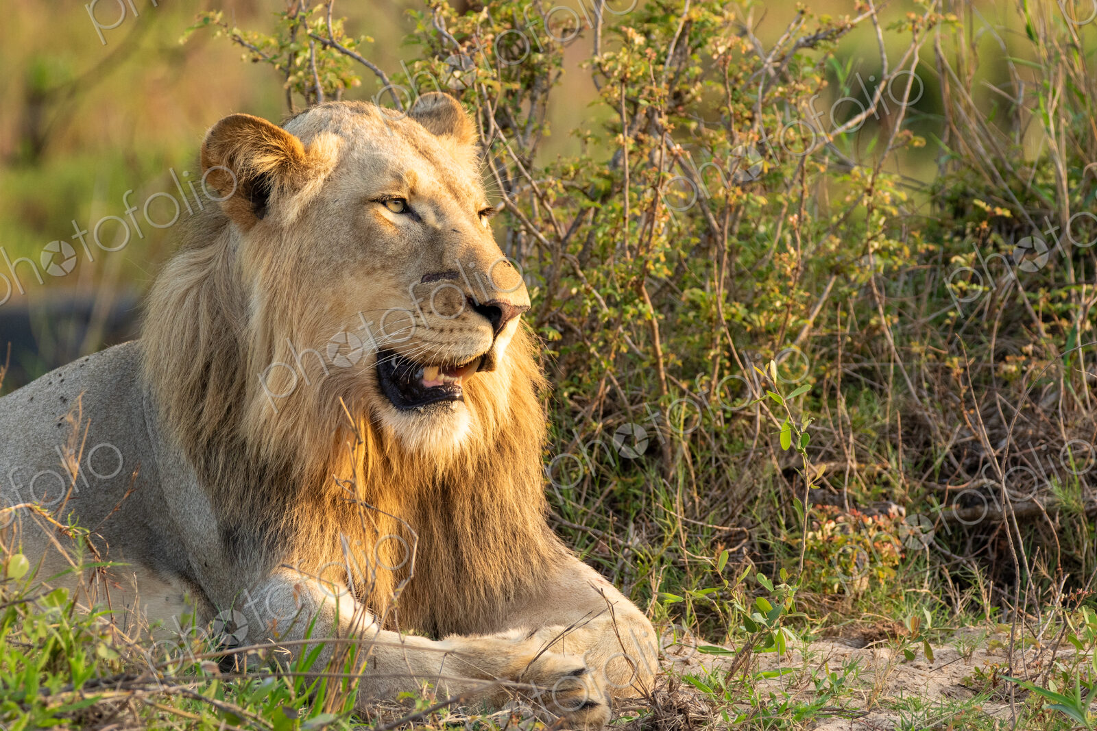 Male lion, Panthera leo, close-up portrait.