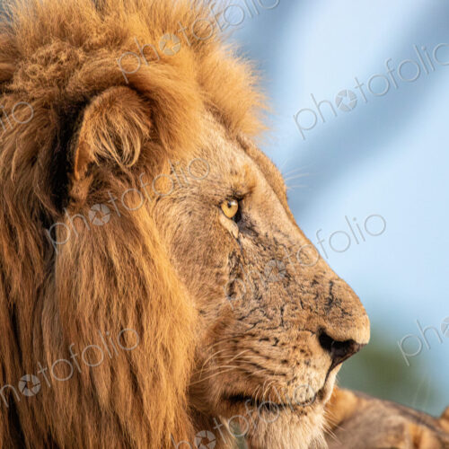 Male lion, Panthera leo, close-up portrait of face.