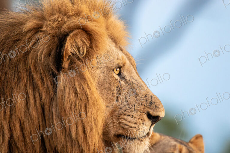 Male lion, Panthera leo, close-up portrait of face.
