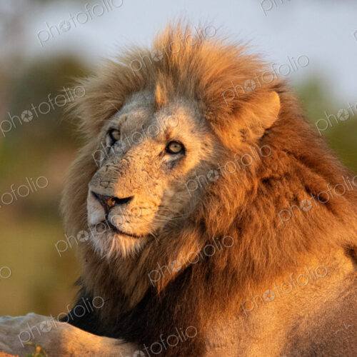Male lion, Panthera leo, close-up portrait of face.