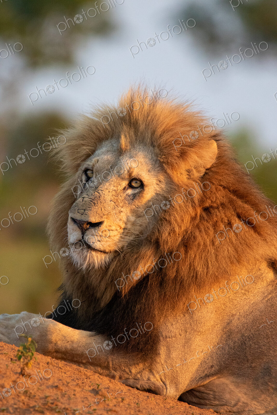Male lion, Panthera leo, close-up portrait of face.