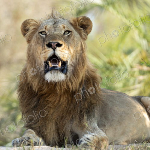 Male lion, Panthera leo, lying down. Male lion, Panthera leo, lying down.