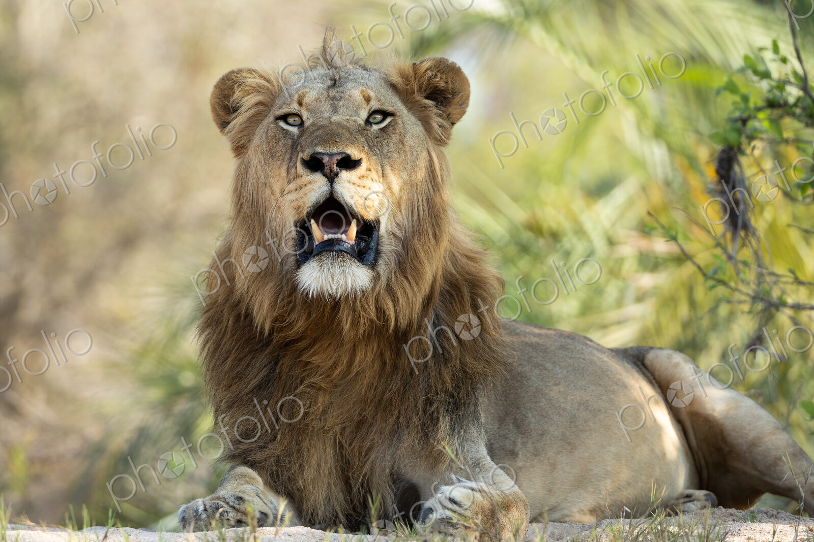 Male lion, Panthera leo, lying down.