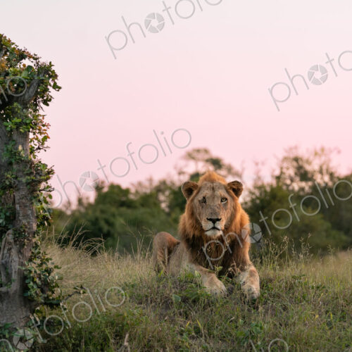 Male lion, Panthera leo, lying down.