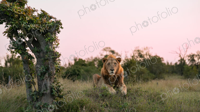 Male lion, Panthera leo, lying down.