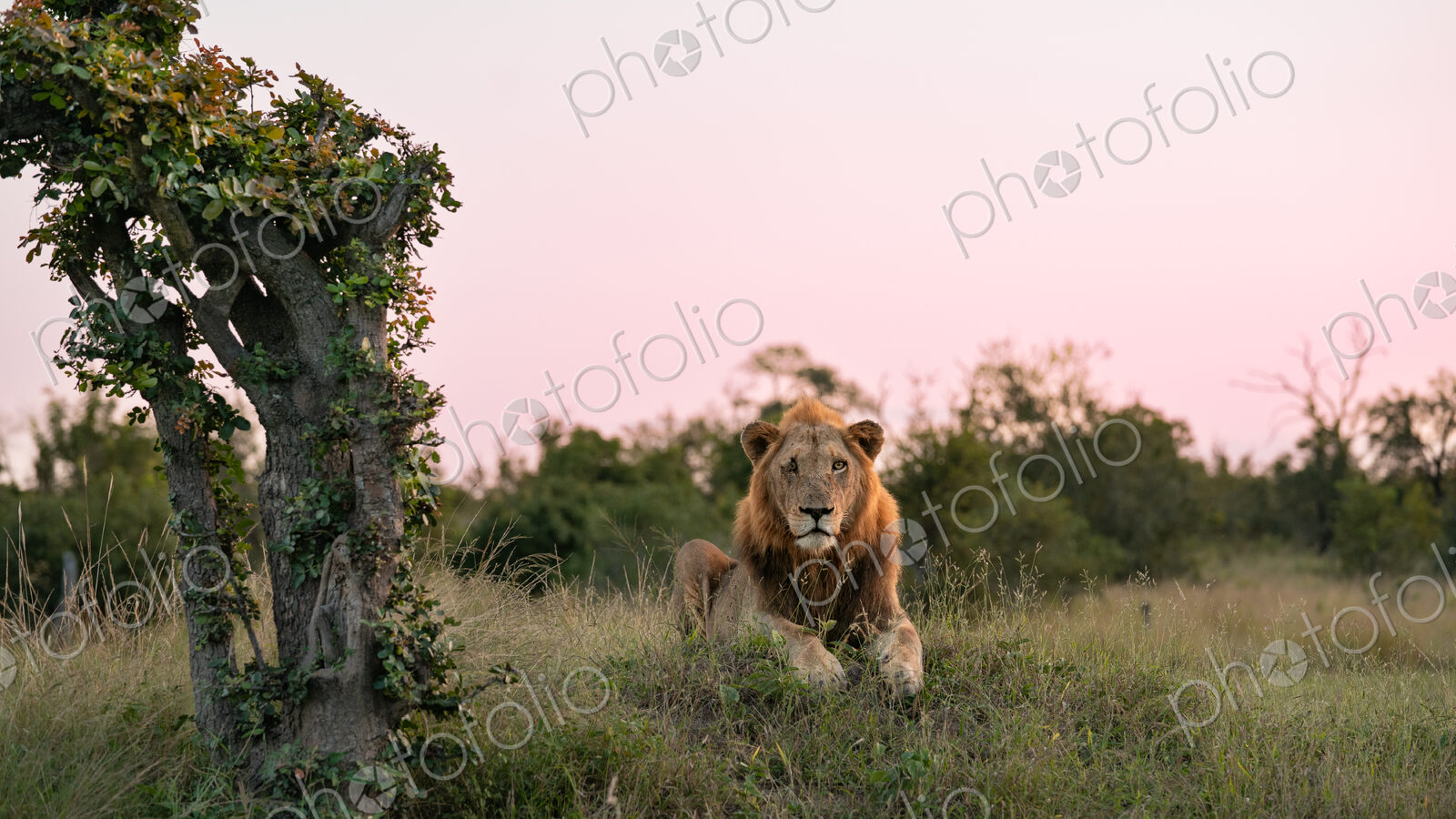 Male lion, Panthera leo, lying down.