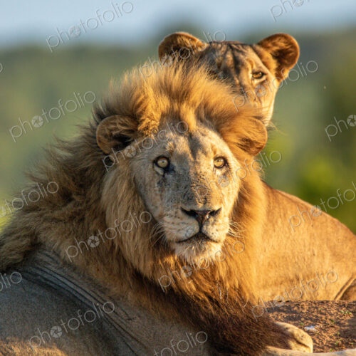 Male lion, Panthera leo, lying next to lioness, close-up. Male lion, Panthera leo, lying next to lioness, close-up.