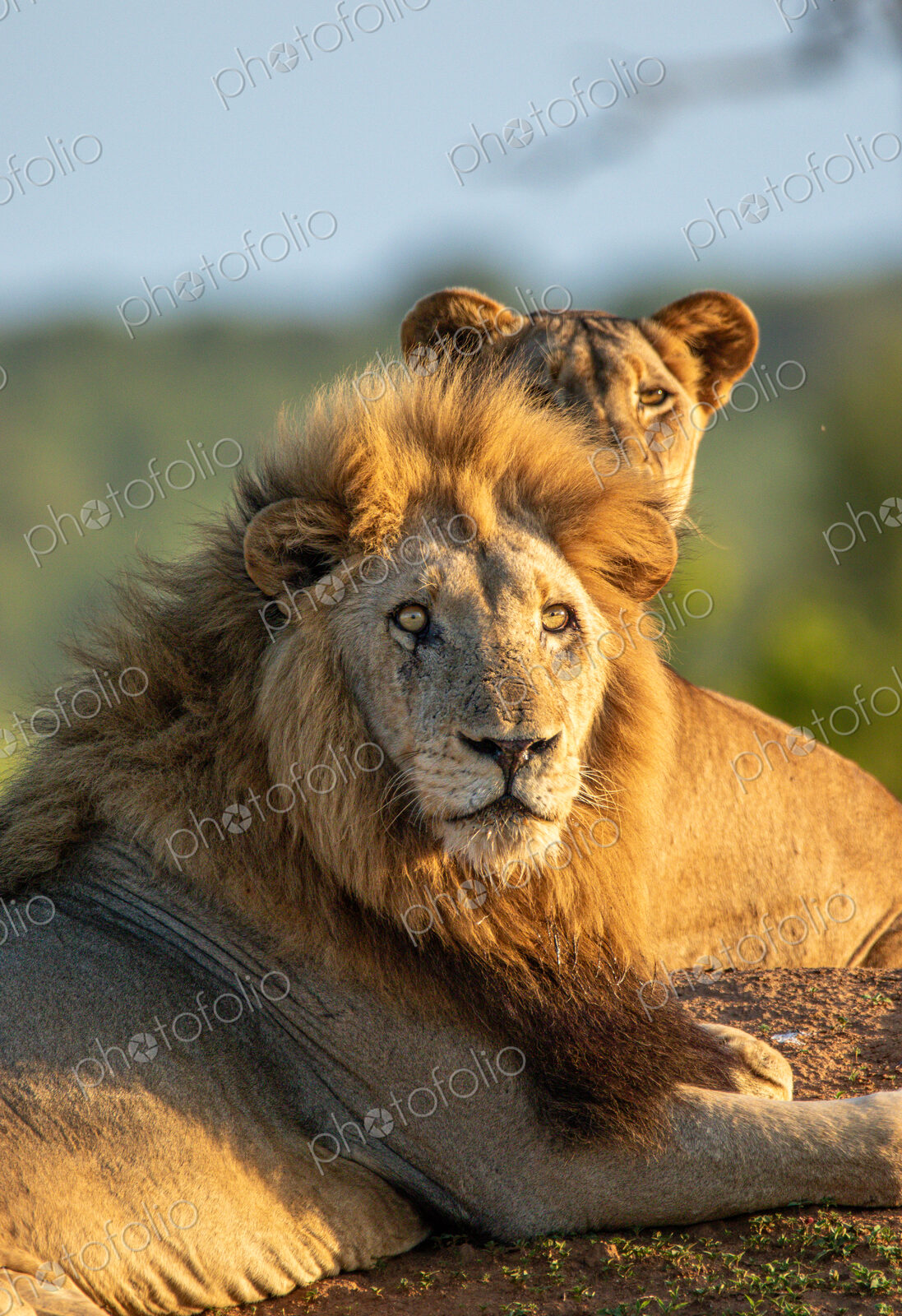 Male lion, Panthera leo, lying next to lioness, close-up.