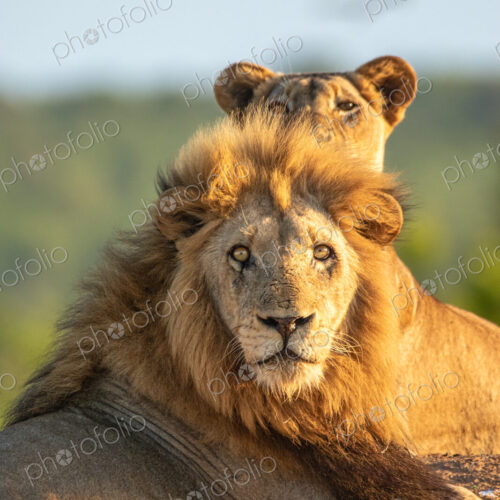 Male lion, Panthera leo, lying next to lioness, close-up. Male lion, Panthera leo, lying next to lioness, close-up.