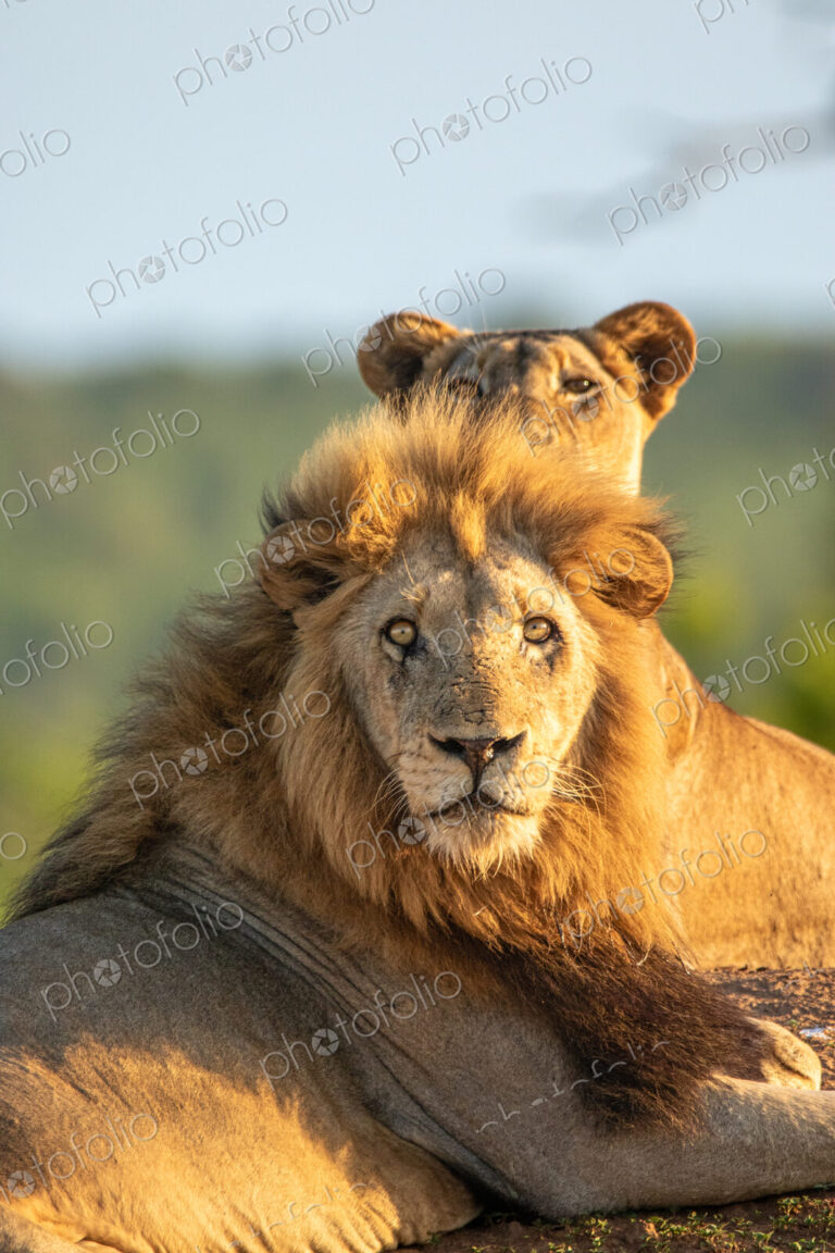 Male lion, Panthera leo, lying next to lioness, close-up.