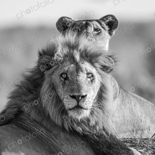 Male lion, Panthera leo, lying next to lioness, close-up, in black and white. Male lion, Panthera leo, lying next to lioness, close-up, in black and white.