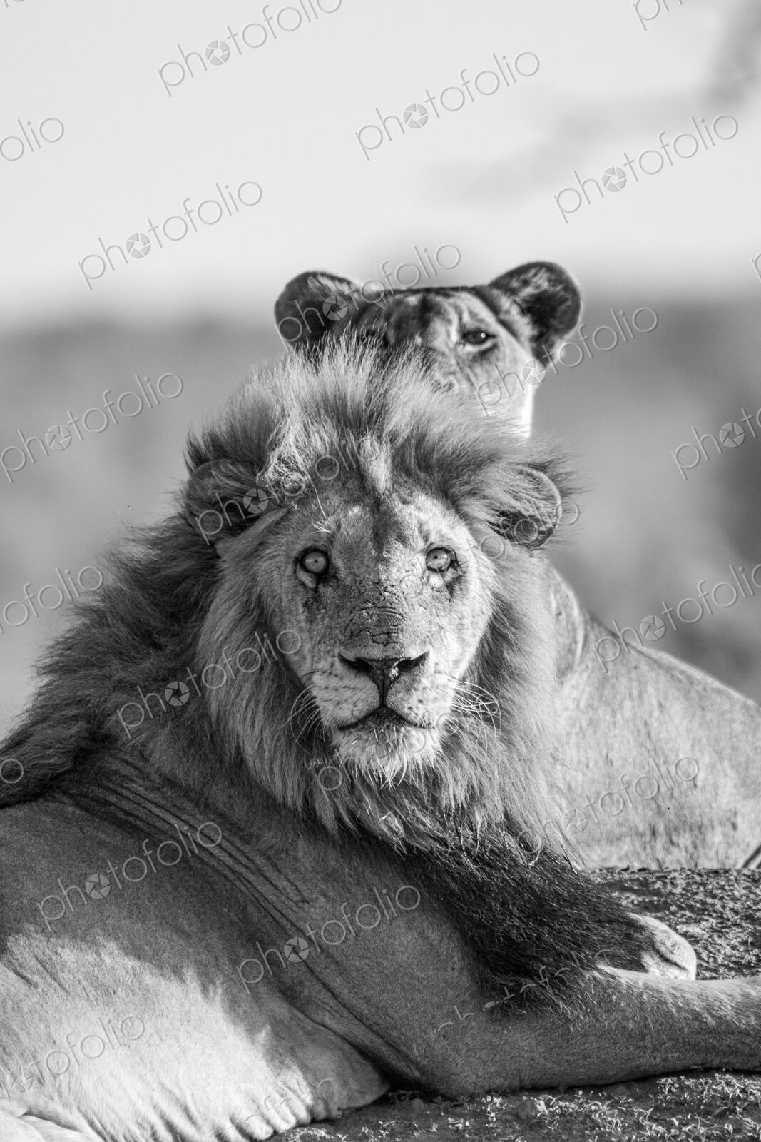 Male lion, Panthera leo, lying next to lioness, close-up, in black and white.
