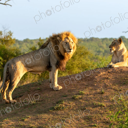 Male lion, Panthera leo, next to lioness on a mound. Male lion, Panthera leo, next to lioness on a mound.
