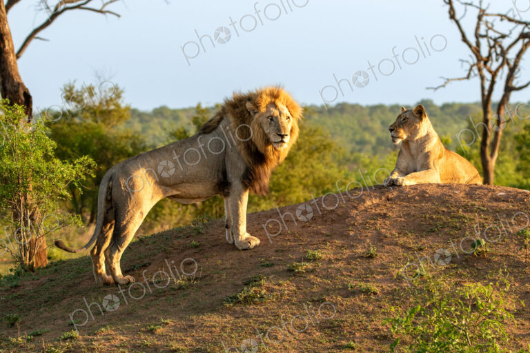 Male lion, Panthera leo, next to lioness on a mound.
