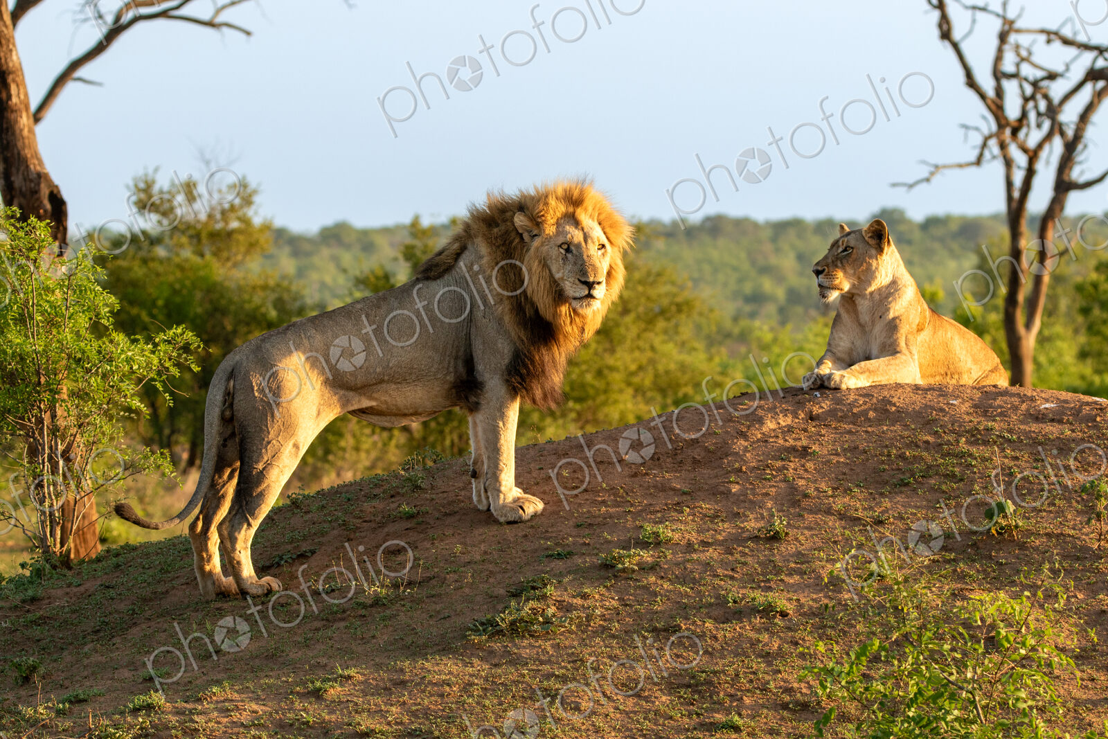 Male lion, Panthera leo, next to lioness on a mound.