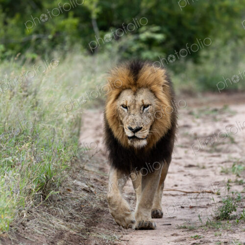 Male lion, Panthera leo, walking along a track. Male lion, Panthera leo, walking along a track.