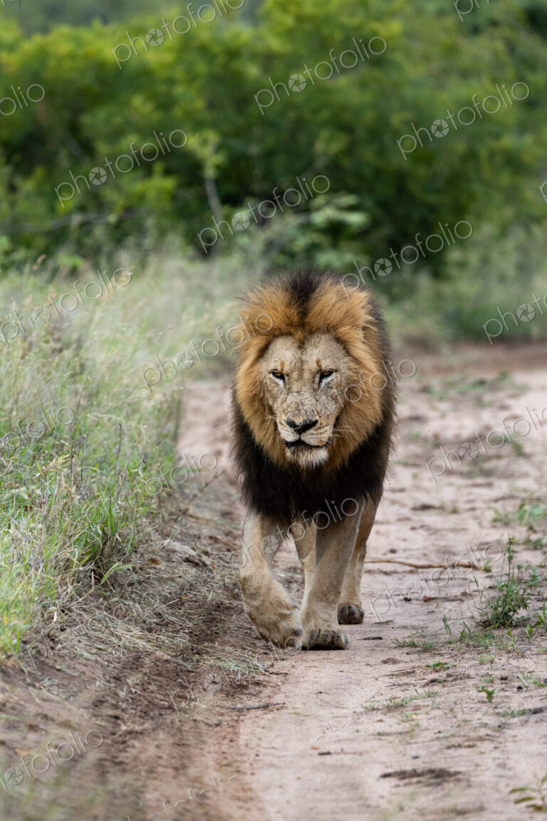 Male lion, Panthera leo, walking along a track.
