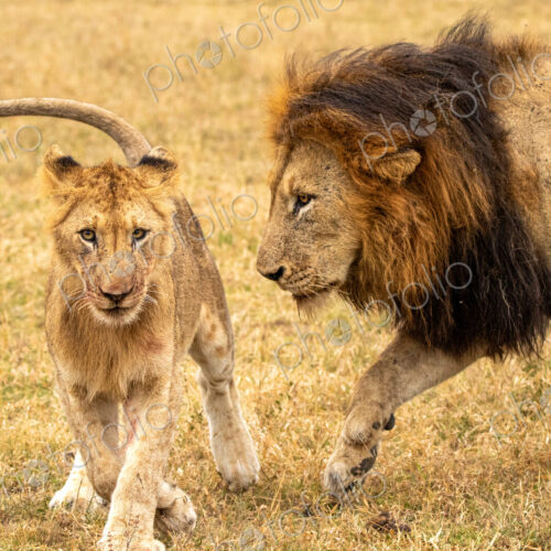 Male lion, Panthera leo, with cub. Male lion, Panthera leo, with cub.