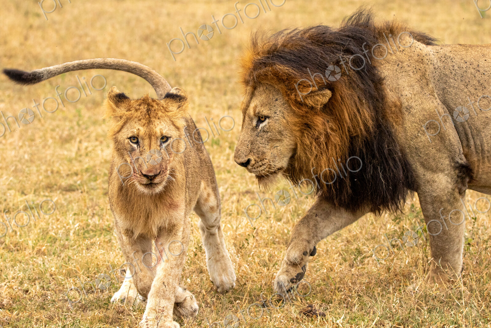 Male lion, Panthera leo, with cub.