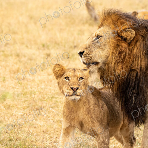 Male lion, Panthera leo, with cub. Male lion, Panthera leo, with cub.