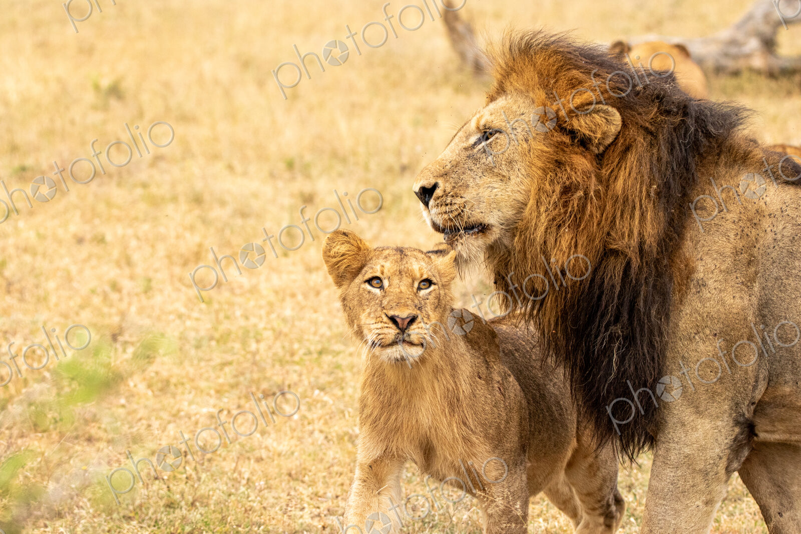 Male lion, Panthera leo, with cub.